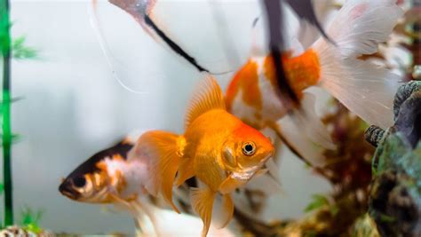 養魚|養魚入門：13技巧及飼養注意 – 寵物百科